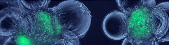 Serving generic Companies